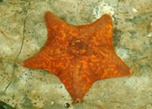 bat star